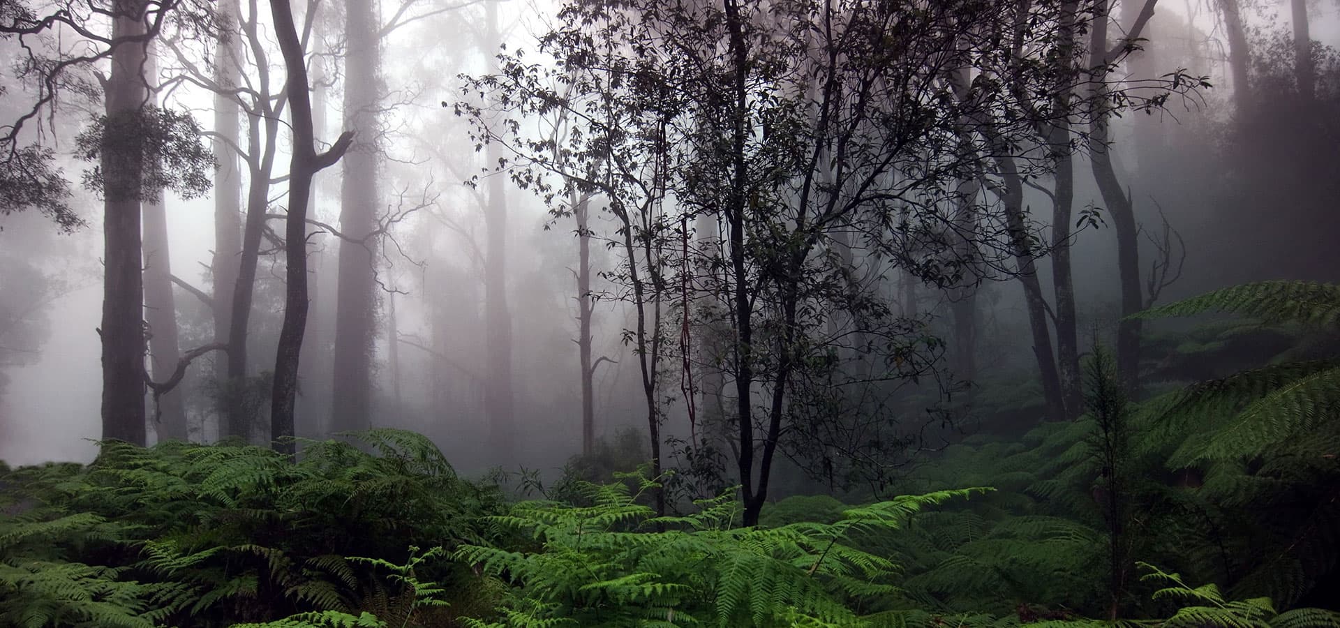 Rainforest retreat experience