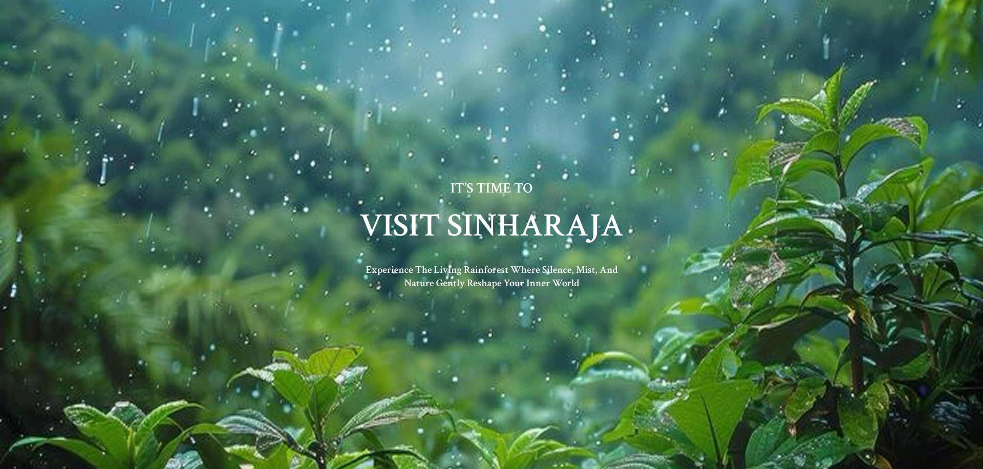 Rainforest retreat experience