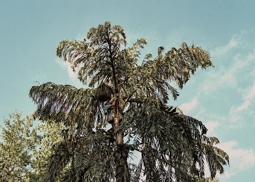 From Our Rainforest To Your Home – RainDrops Collection