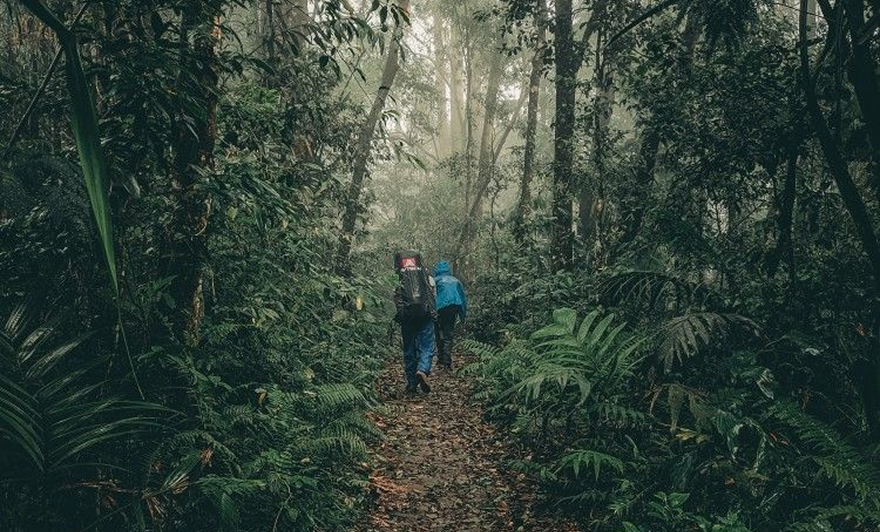 RainDrops Collection – Sinharaja Rainforest