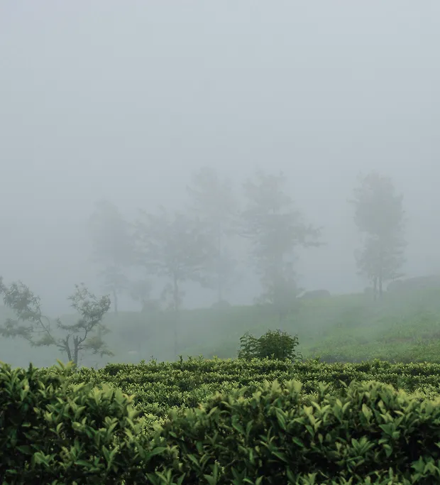 Tea From The Mist – Rain Drops Wellness Villa Collection