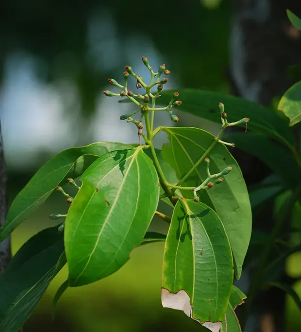 Cinnamon From The Rainforest Edge – Rain Drops Wellness Villa Collection